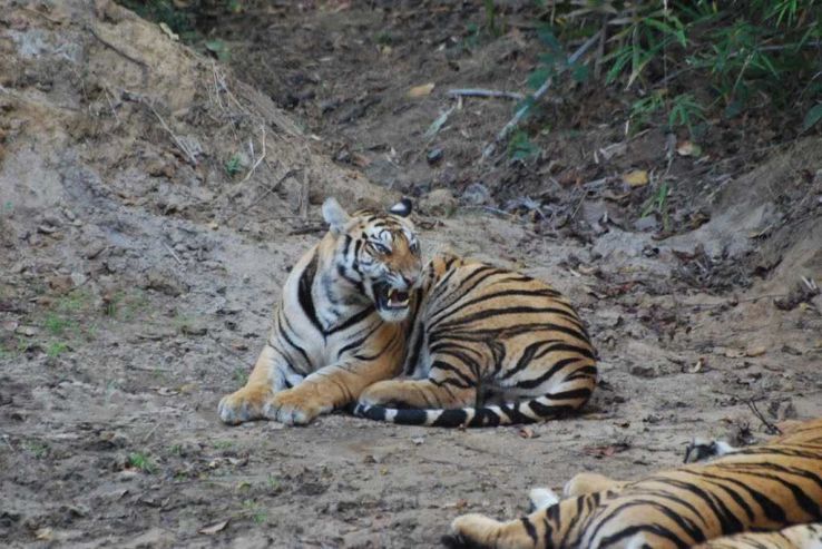 Bandhavgarh National Park