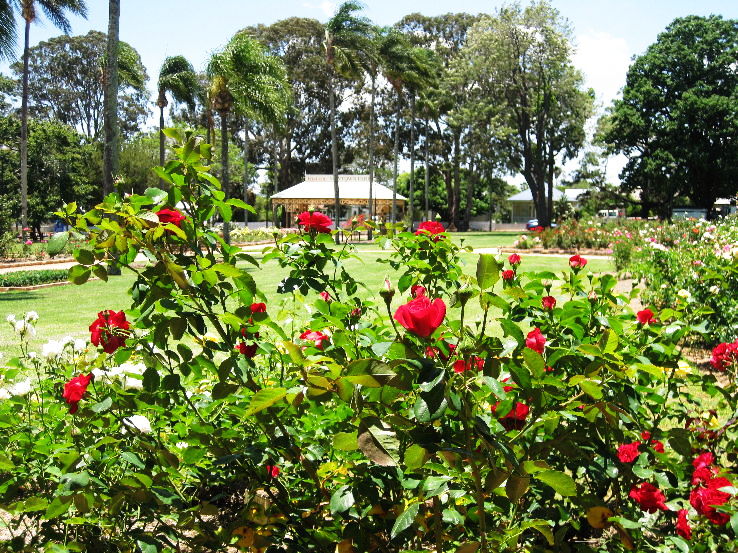 6. Rose Garden