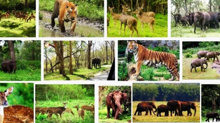 5 Famous Wildlife Sanctuaries in India - Hello Travel Buzz