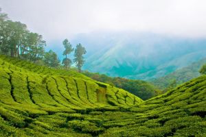 Kerala Package for 7 Nights 8 Days with Kanyakumari Day trip