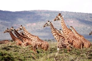 3 Days 2 Nights serengeti Tour Package by Kilimanjaro Bike Cycling Tours