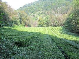 Dagomys Tea Plantation