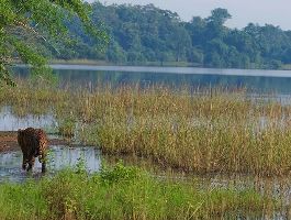 3 Days 2 Nights Tadoba Tour Package