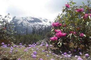 9D8N Luxury Travel Package for Gangtok Lachung Pelling Darjeeling