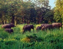  Gorumara National Park