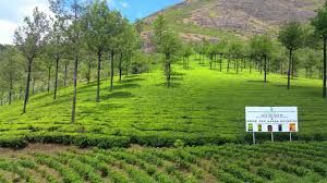 7 Days 6 Nights Munnar Thekkady Kovalam Alleppey Tour Package