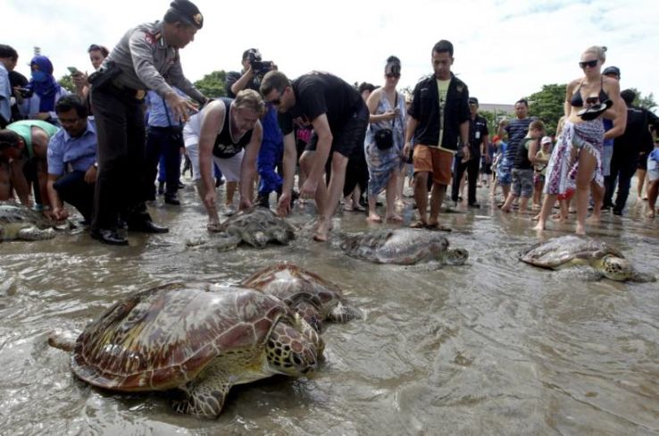 turtles at Kuta Beach Trip Packages