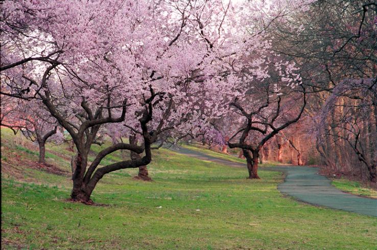 cherry blossoms at Branch Brook Park  Trip Packages