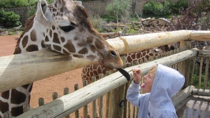 Cheyenne Mountain Zoo Trip Packages