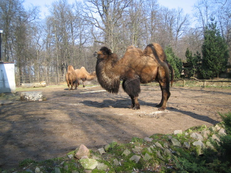Lithuanian Zoo Trip Packages