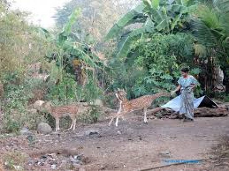 safari au parc national sanjay gandhi