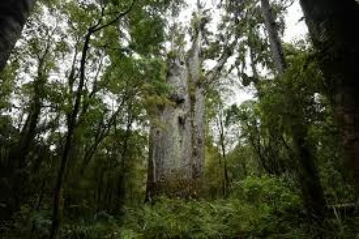 Waipoua Forest Trip Packages