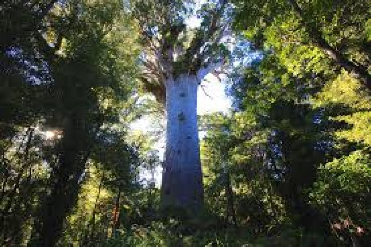 Tane Mahuta Trip Packages