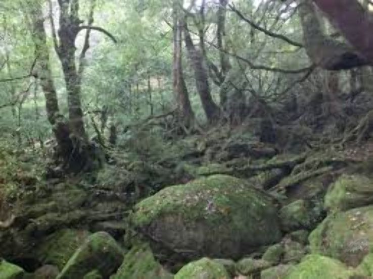 Yakushima Trip Packages