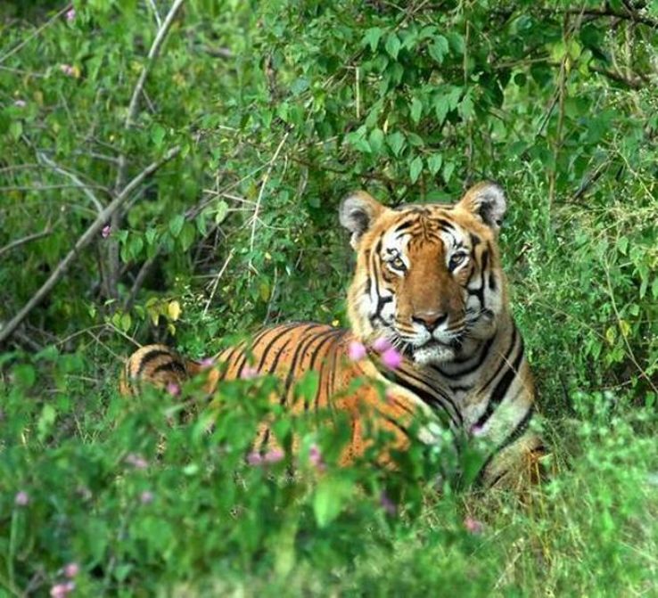 Bandipur Trip Packages