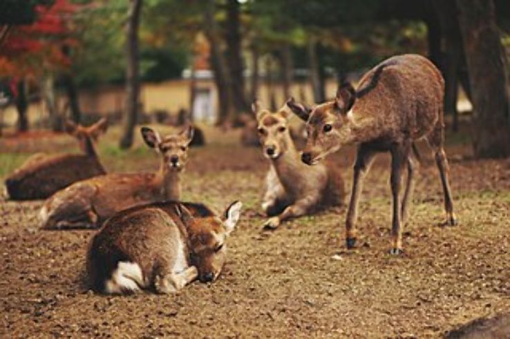 Nara Trip Packages