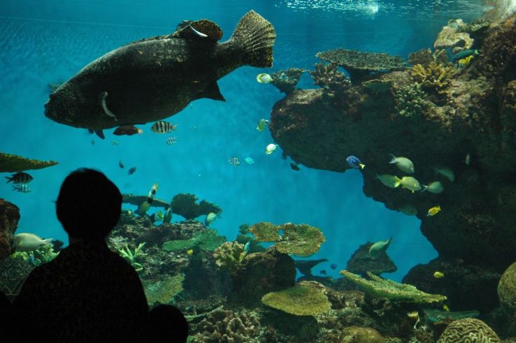 Kagoshima City Aquarium Trip Packages