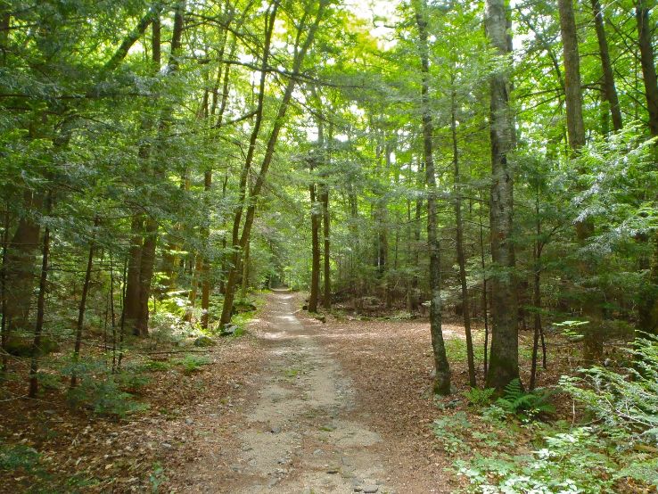 Tolland State Forest Trip Packages