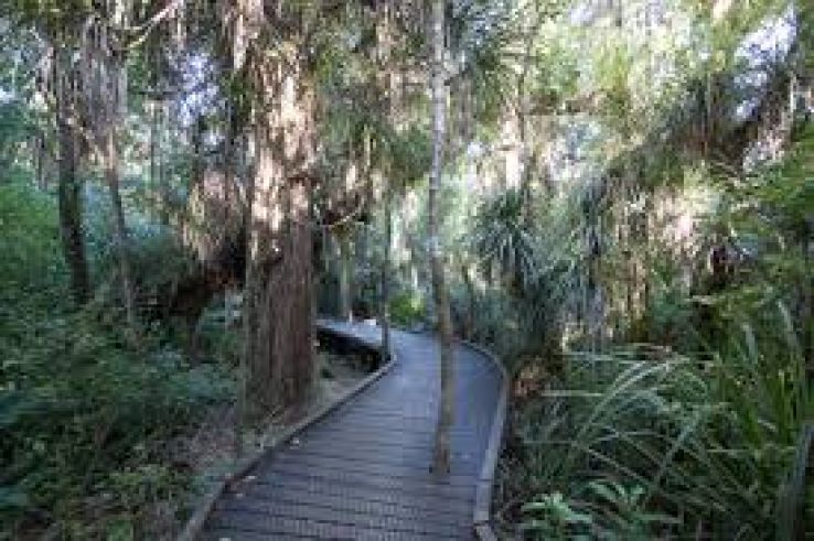 Waipoua Forest Trip Packages