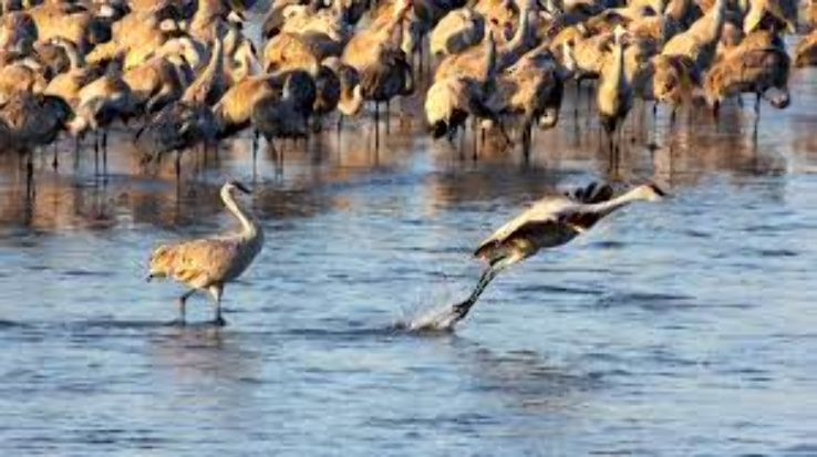 Sandhill Cranes of Willcox, Arizona: A Feast for the Eyes  Trip Packages