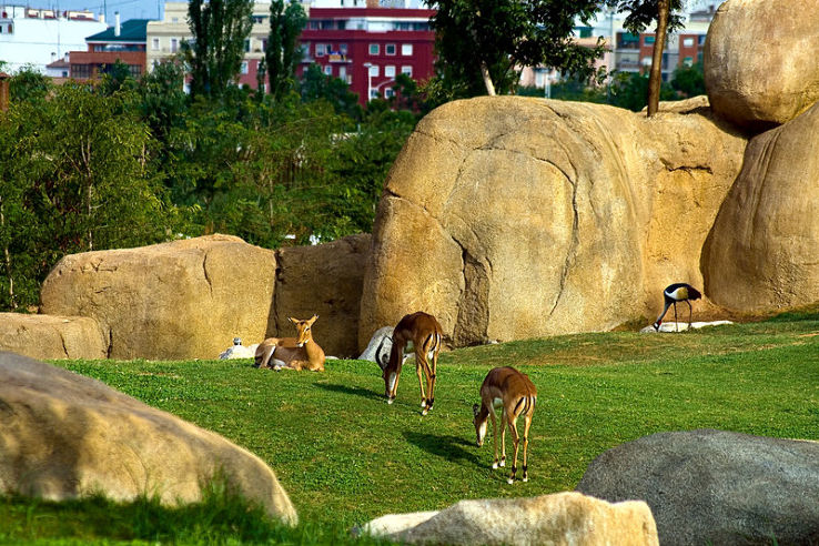 Valencia Bioparc Trip Packages