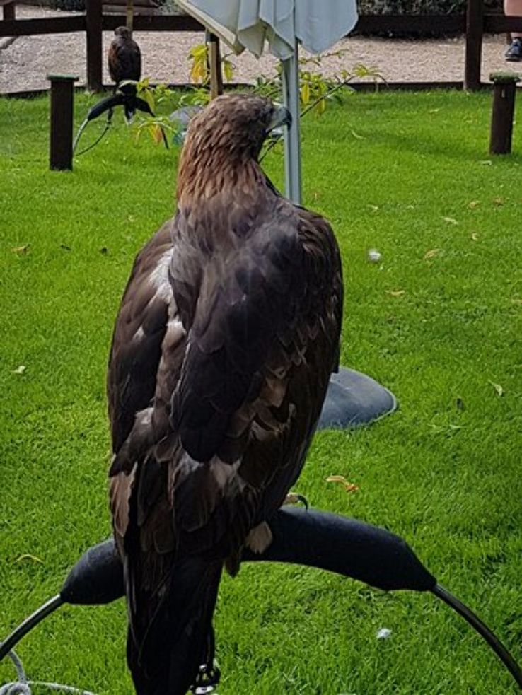 Chester Cathedral Falconry and Nature Gardens Trip Packages