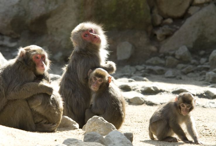 Takasakiyama Natural Zoological Garden Trip Packages