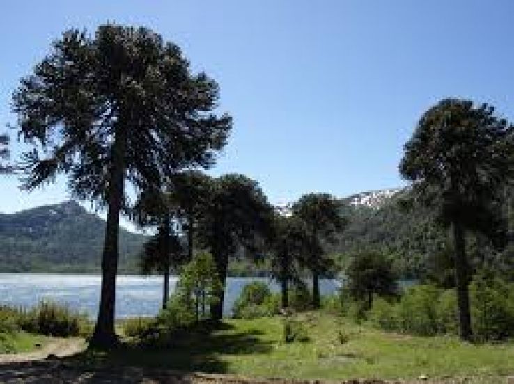 Araucarias National Park Trip Packages