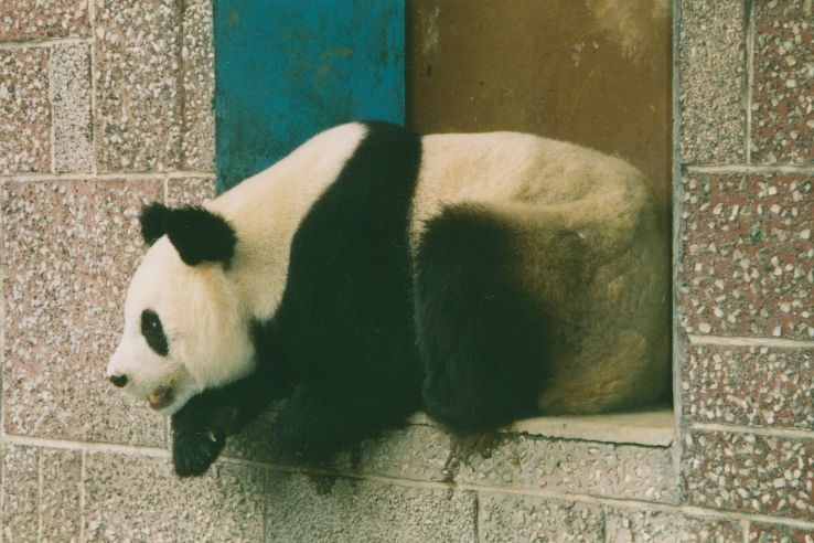 Chengdu Zoo Trip Packages