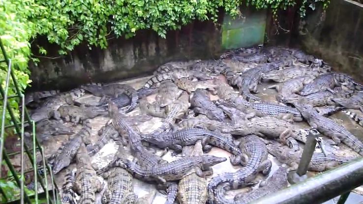 Crocodile Farm Trip Packages