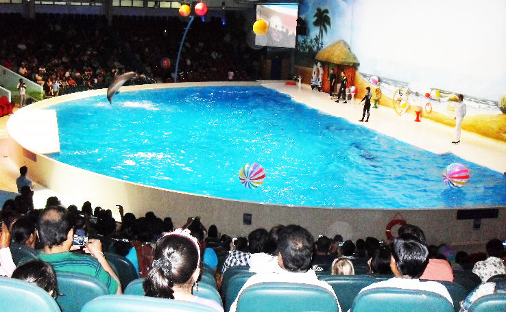 Dubai Dolphinarium Trip Packages