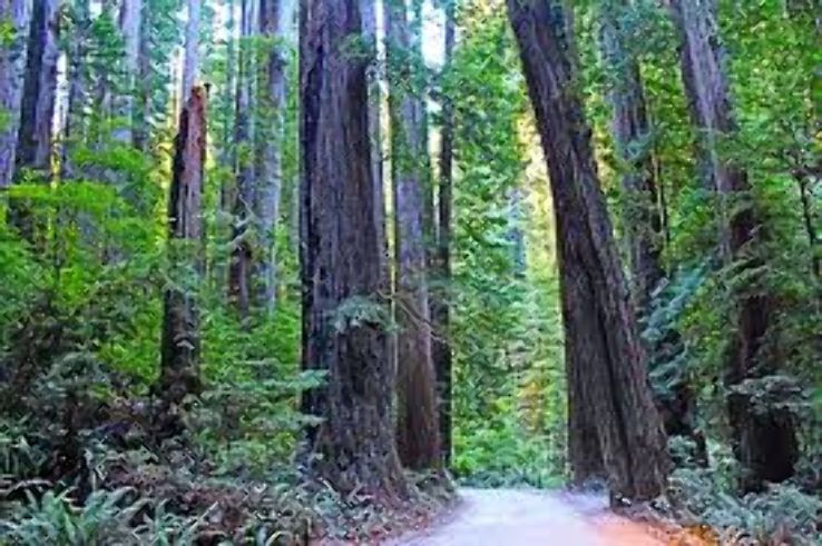 redwood national park Trip Packages