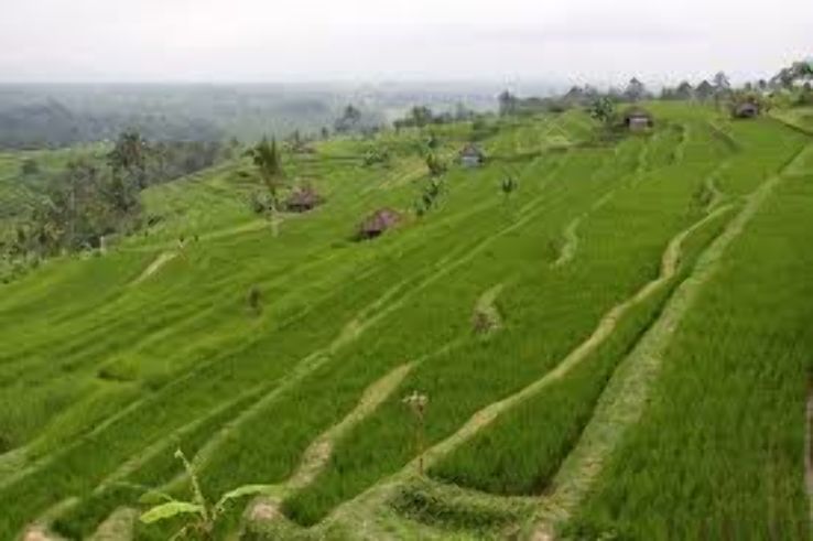 Jatiluwih Green Land  Trip Packages