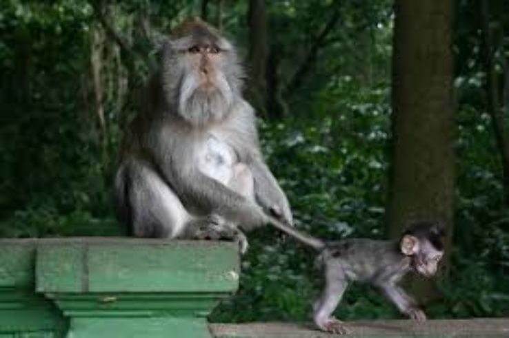 monkeys climb all over you at Ubud Monkey Forest  Trip Packages