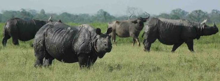 Kaziranga national park Trip Packages