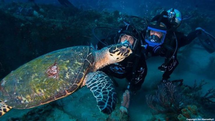 Jim Abernethys Scuba Adventures Trip Packages