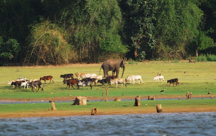 Kabini River Lodge 2021 5 Top Things To Do In Mysore Karnataka