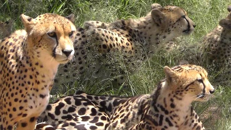 Ann van Dyk Cheetah Centre Trip Packages