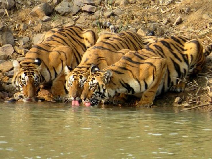 Tadoba-Andheri Tiger Reserve Trip Packages