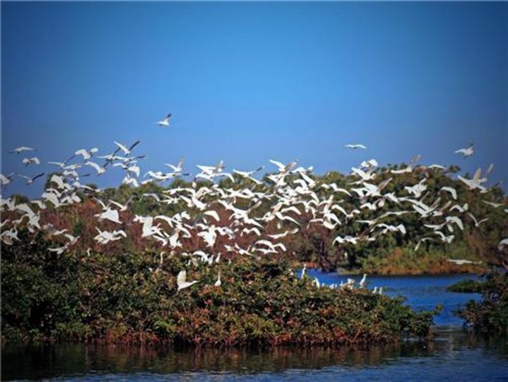 Vedanthangal Bird Sanctuary Trip Packages