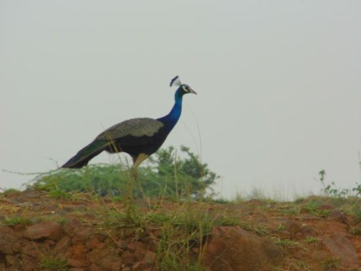 Aravalli Biodiversity Park Trip Packages