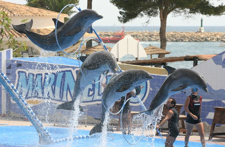 Dubai Dolphinarium Trip Packages