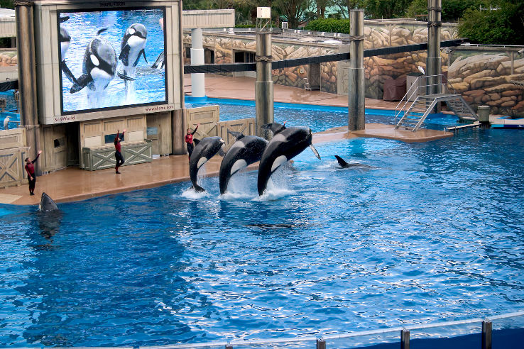 Dubai Dolphinarium Trip Packages