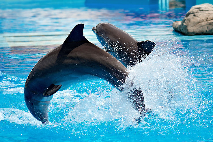 Dubai Dolphinarium Trip Packages