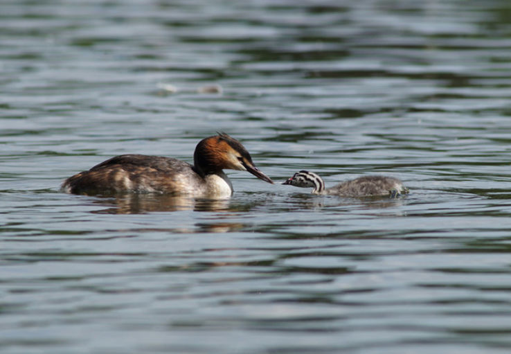 Glen Austin Bird Sanctuary Trip Packages