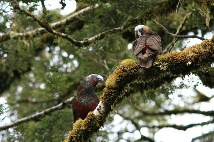 Routeburn Track Trip Packages