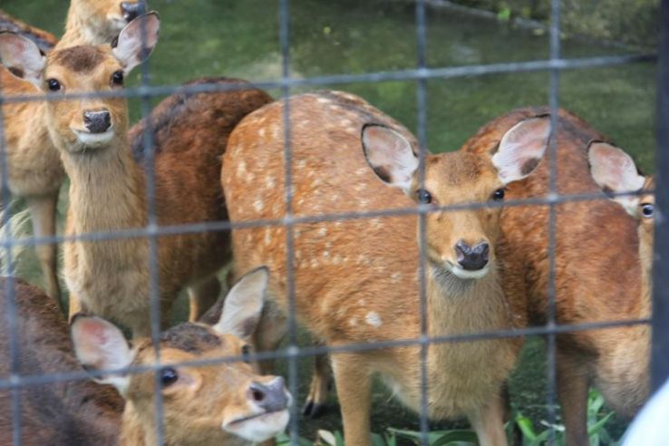 Okinawa Childrens World Zoo and Museum Trip Packages