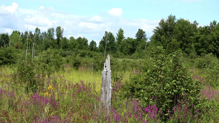 The Cooper Marsh Conservation Area and Visitors Centre  Trip Packages