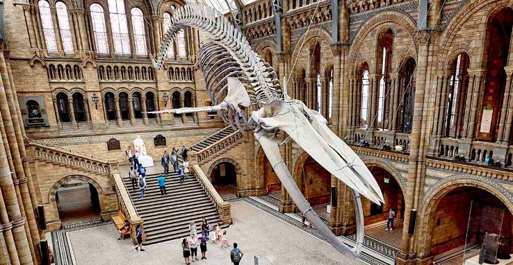 Discover the wonders of nature at the Natural History Museum Trip Packages