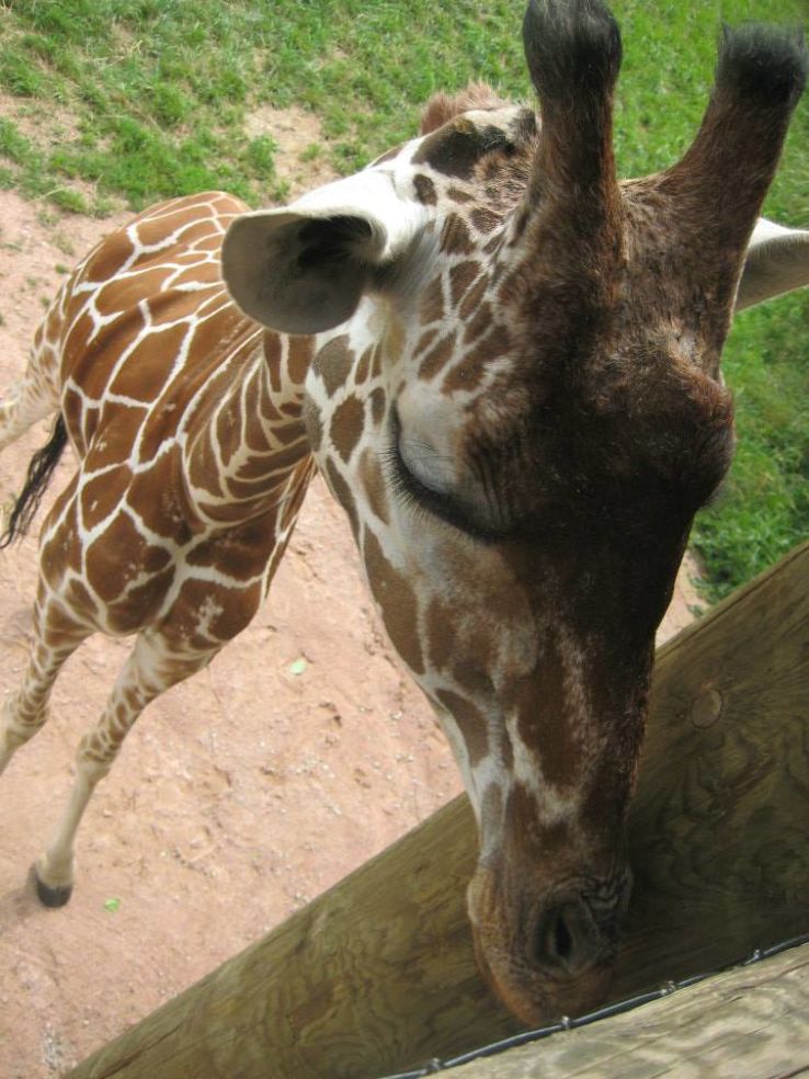 Indiana Attractions: Fort Wayne Childrens Zoo Trip Packages